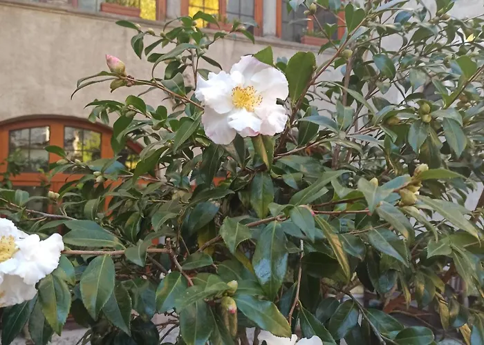 Di Charme Palazzo Lambertenghi 4* טיראנו